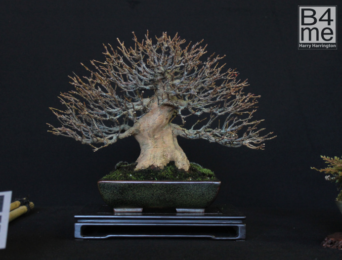 bonsai